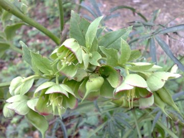 Helleborus foetidus